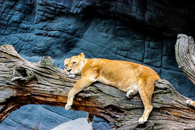 Cat relaxing on rock