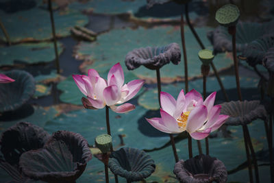 Close-up of pink water lily in lake