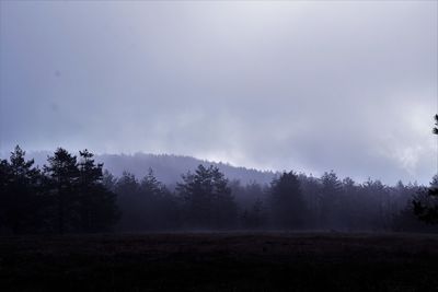 Trees on field against sky