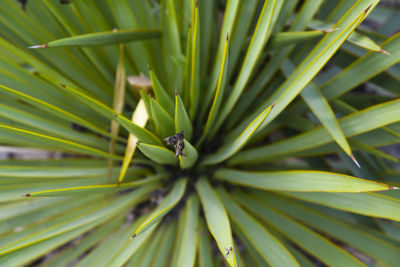 High angle view of insect on leaf