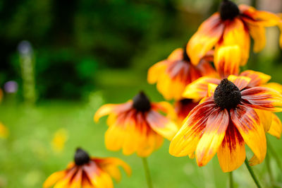 Close-up of yellow flowers blooming outdoors