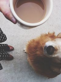 Cup of coffee held over dog