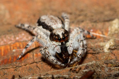 Close-up of spider