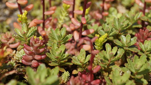 Full frame shot of fresh flowers