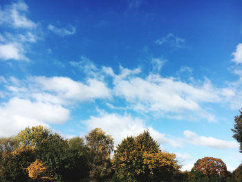 Low angle view of trees against sky