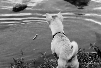 Rear view of a dog on field