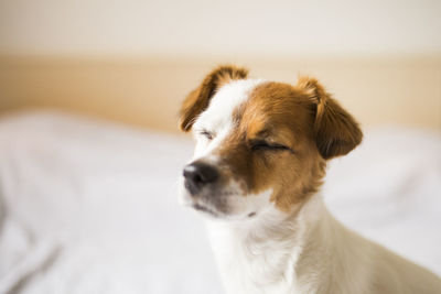 Close-up of dog with eyes closed