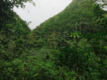 Trees growing in park