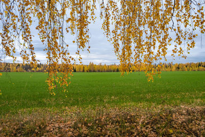 Scenic view of field against sky during autumn