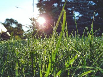 Close-up of grass in field