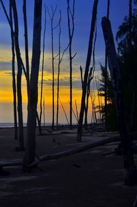 Silhouette trees on beach against sky during sunset