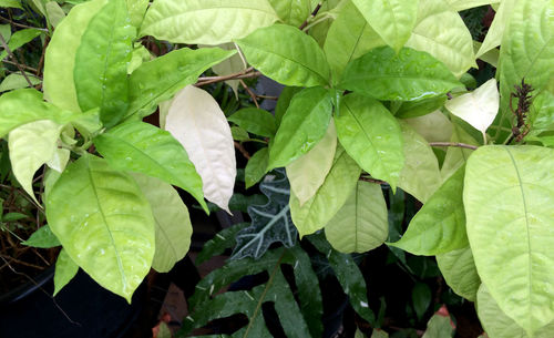 Full frame shot of leaves