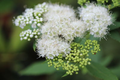 Close-up of white flowering plant