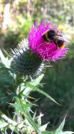 Close-up of bee pollinating on flower