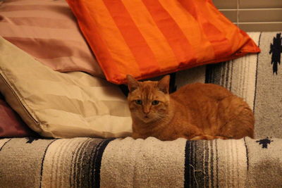 Cat resting on a sofa