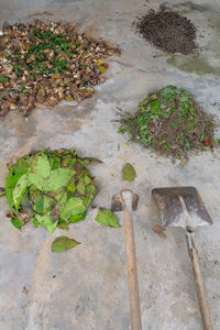 High angle view of dead fish on ground