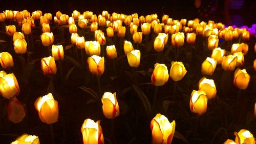 Lit candles in temple at night