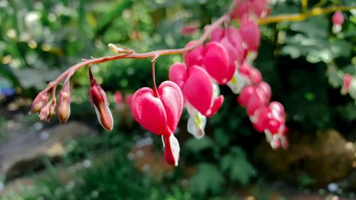 Close-up of pink flower