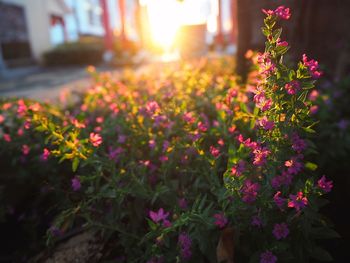 Close-up of pink flowering plants