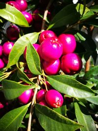 Close-up of cherries growing on tree