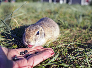 Cropped hand of man holding squirrel