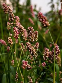 Close-up of purple flowering plants on field