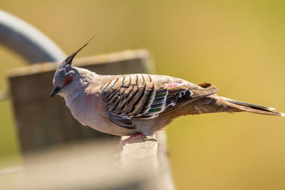 Close-up of bird