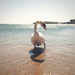 View of birds in water