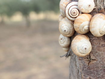 Close-up of snail