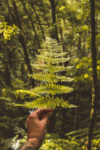 Human hand holding leaves