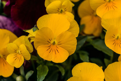 Close-up of yellow flowering plant