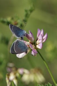 Close-up of butterflies mating on flower