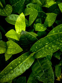 Close-up of water drops on leaves