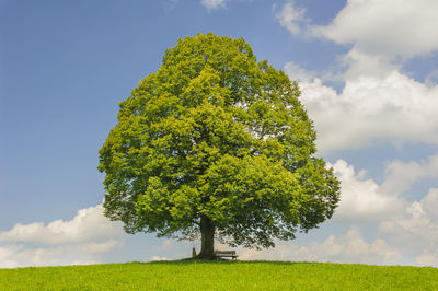 View of tree growing on grassy field against sky