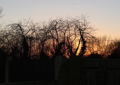 Bare trees at sunset