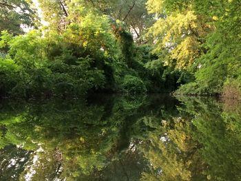 Reflection of trees in water