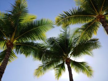 Low angle view of palm tree against clear sky