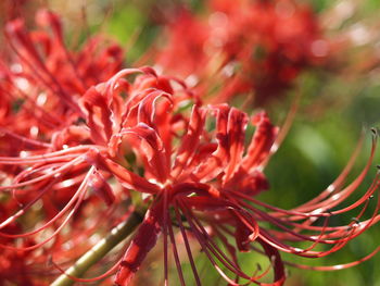 Close-up of red flowering plant