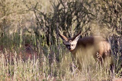 Portrait of bat-eared fox on grassy field