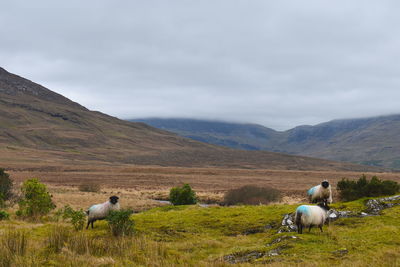 Sheep in a field