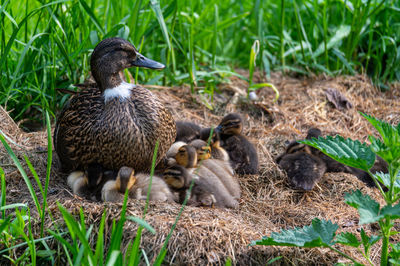 Close-up of duck on field