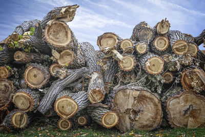 Stack of logs in forest