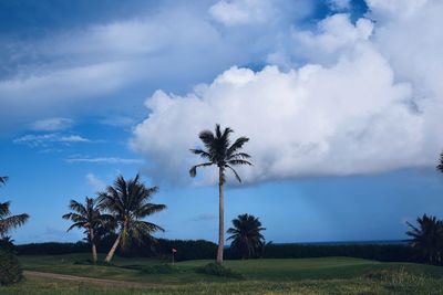 Palm trees on field against sky