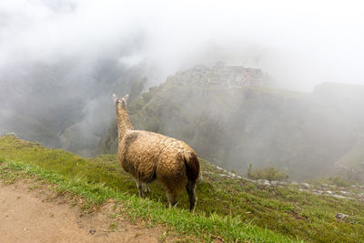 Llama on landscape in foggy weather