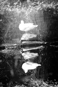 Birds in calm water