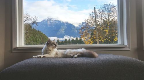 Cat sitting on window sill