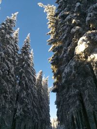 Low angle view of trees against sky during winter