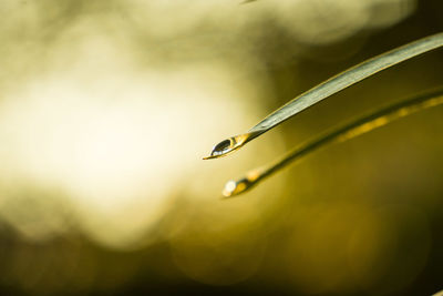 Close-up of wet plant