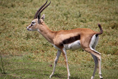 Thomson gazelle