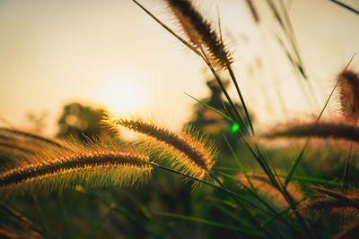 Close-up of stalks in field against sunset sky